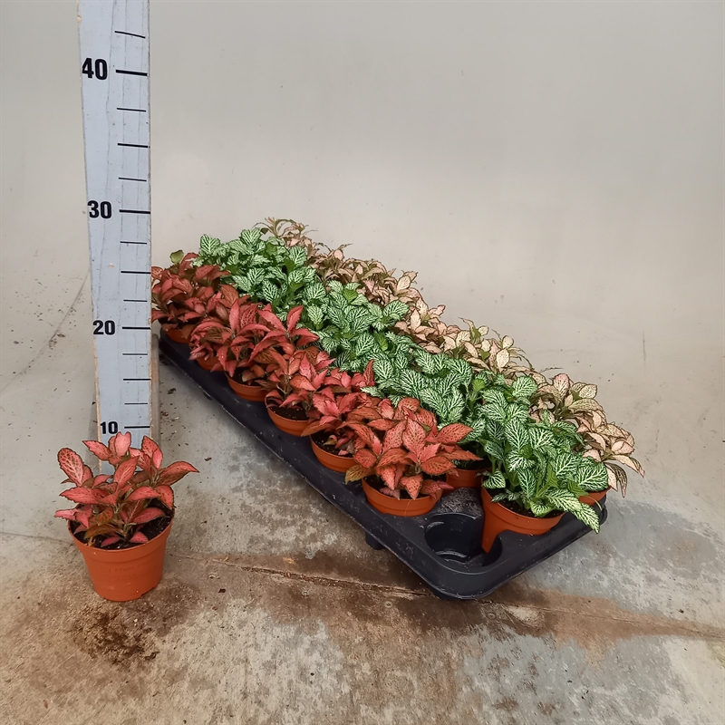 פיטוניה מיקס 3 צבעים