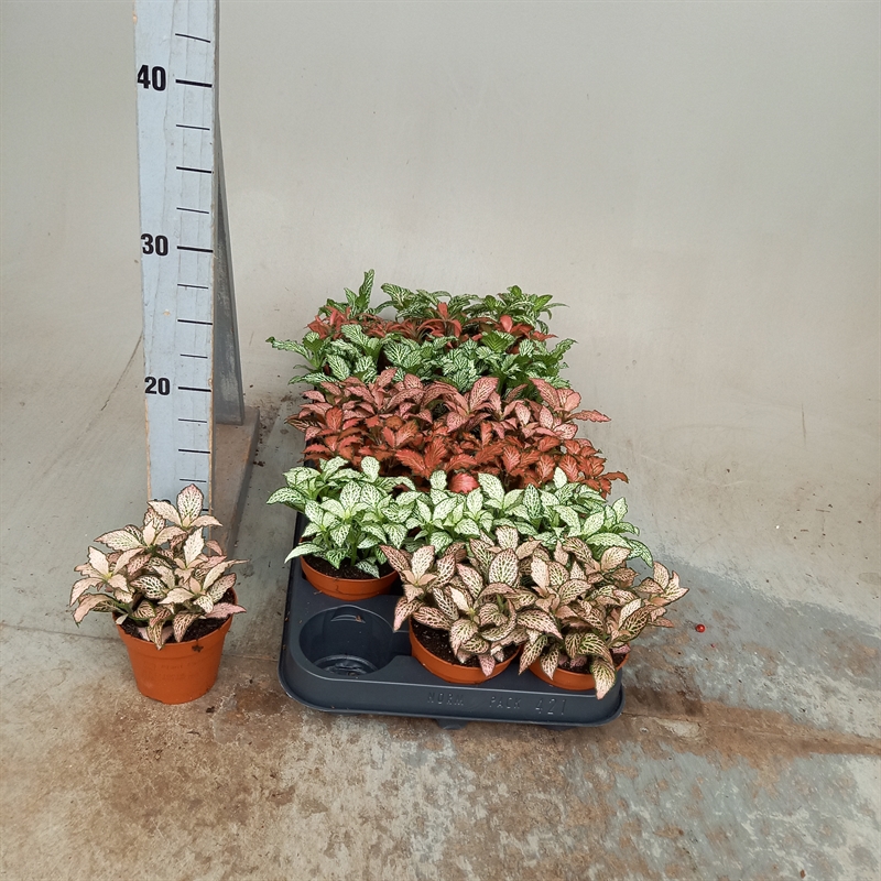 פיטוניה מיקס 7 צבעים